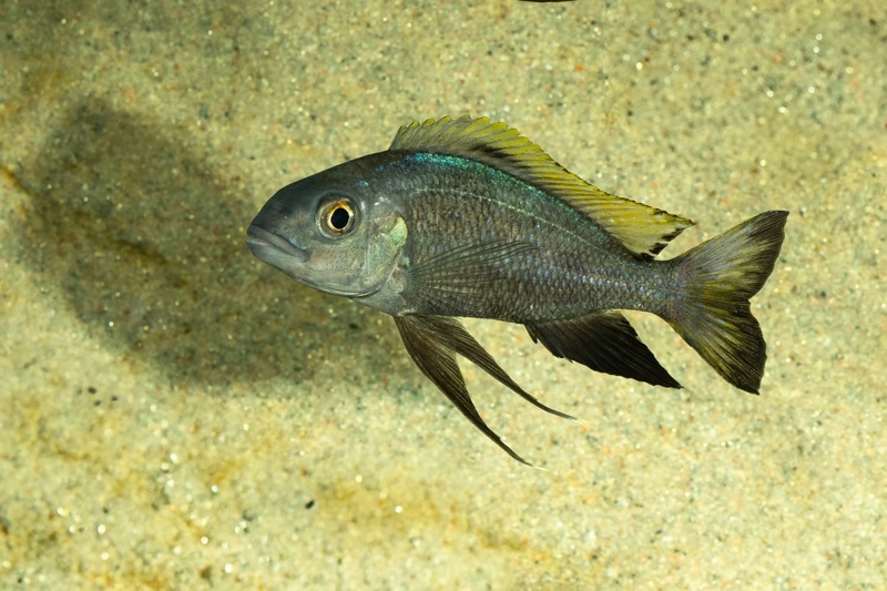 Cunningtonia longiventralis 'Ulwile Island'